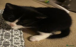 Domestic Shorthair cats for sale: 3 gorgeous Black and White boys - Image 12