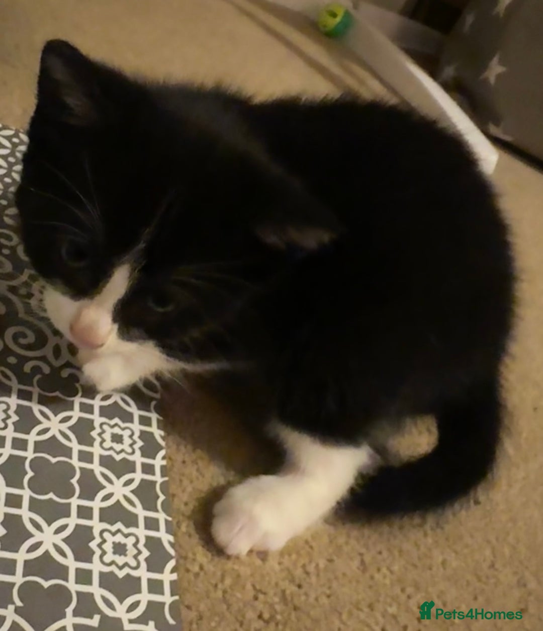 Domestic Shorthair cats for sale: 3 gorgeous Black and White boys - Image 12
