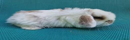 Mini Lop rabbits for sale: Mini lop babies - Advert 14