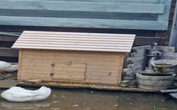 Ducks poultry for sale: 2x male cherry valley 1x female valley - Image 4