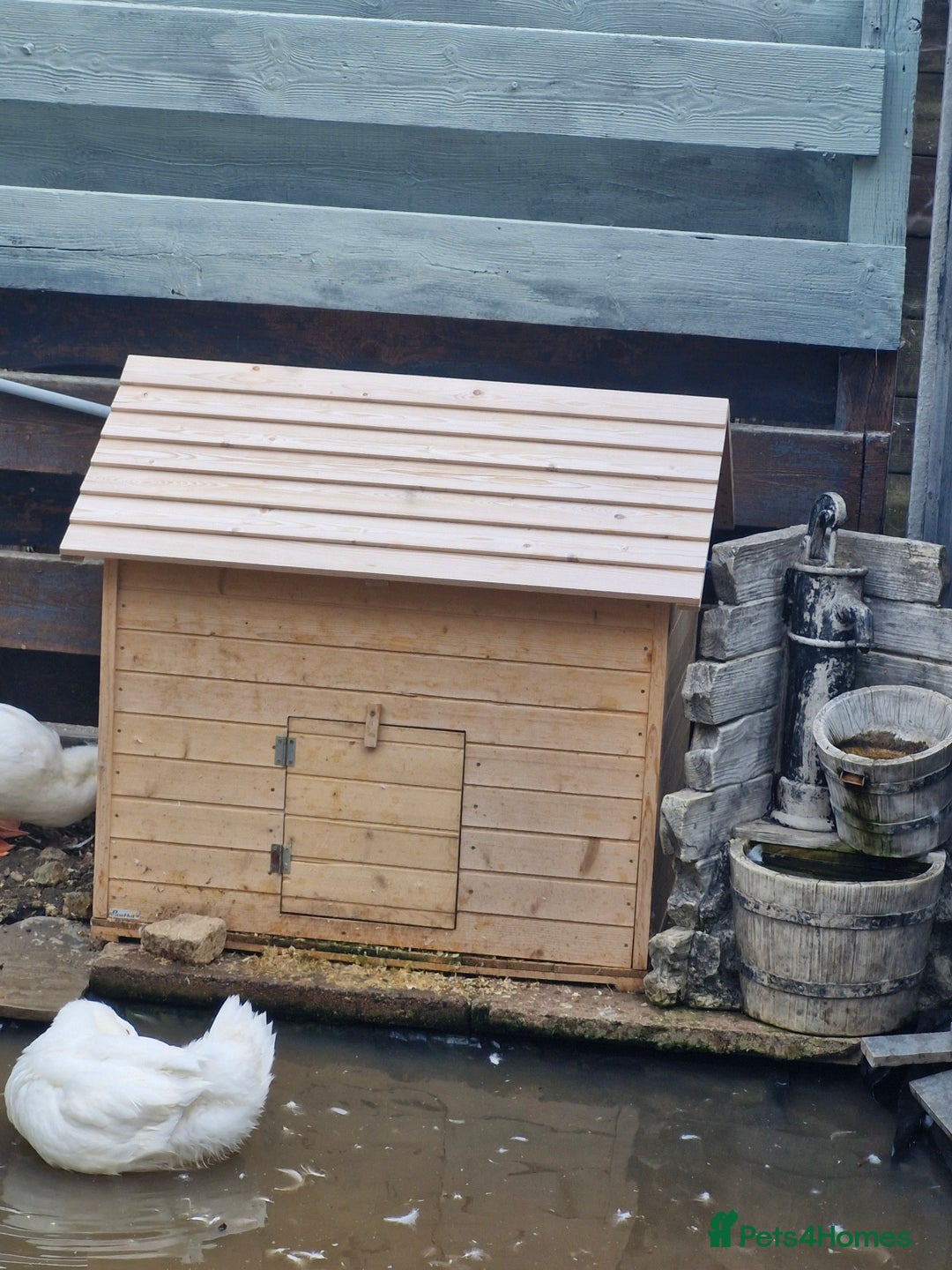 Ducks poultry for sale: 2x male cherry valley 1x female valley - Image 4