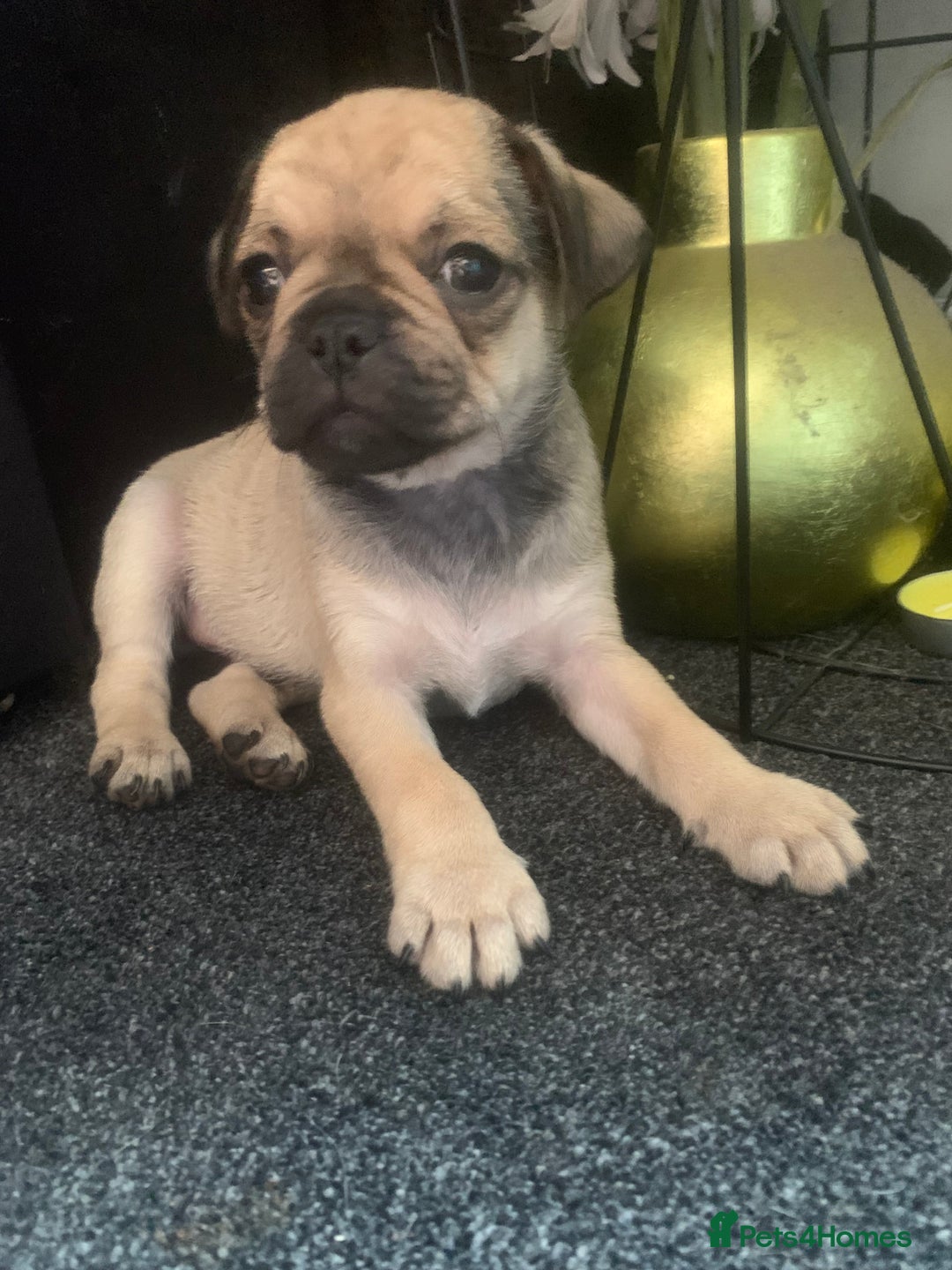 Mixed Breed dogs for sale: Frenchies/ jugs puppies. Please read - Image 5