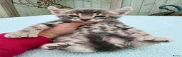 Keetso cats for sale: Superb rare polydactyl curled eared keetsos  - Advert 23
