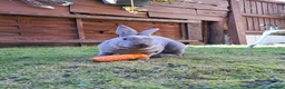 Rex rabbits for sale: Bonded rex rabbit pair in Bristol - Advert 4