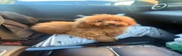 Miniature Poodle dogs for sale: Miniature poodle  - Advert 1