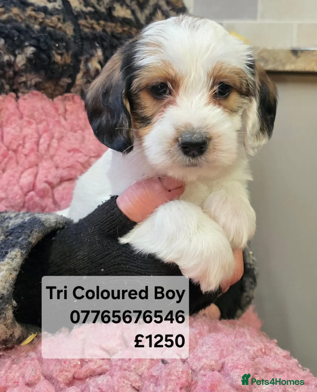Mixed Breed dogs for sale: Jackapoo Puppies Homebred Ready To View Licenced  - Advert 3