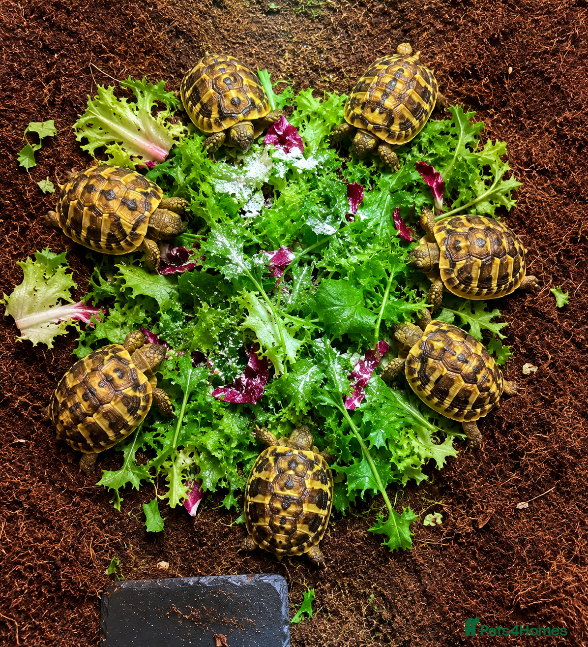 Hermann Tortoise reptiles for sale: BABY HERMANNS TORTOISE & SET UPS - Advert 2