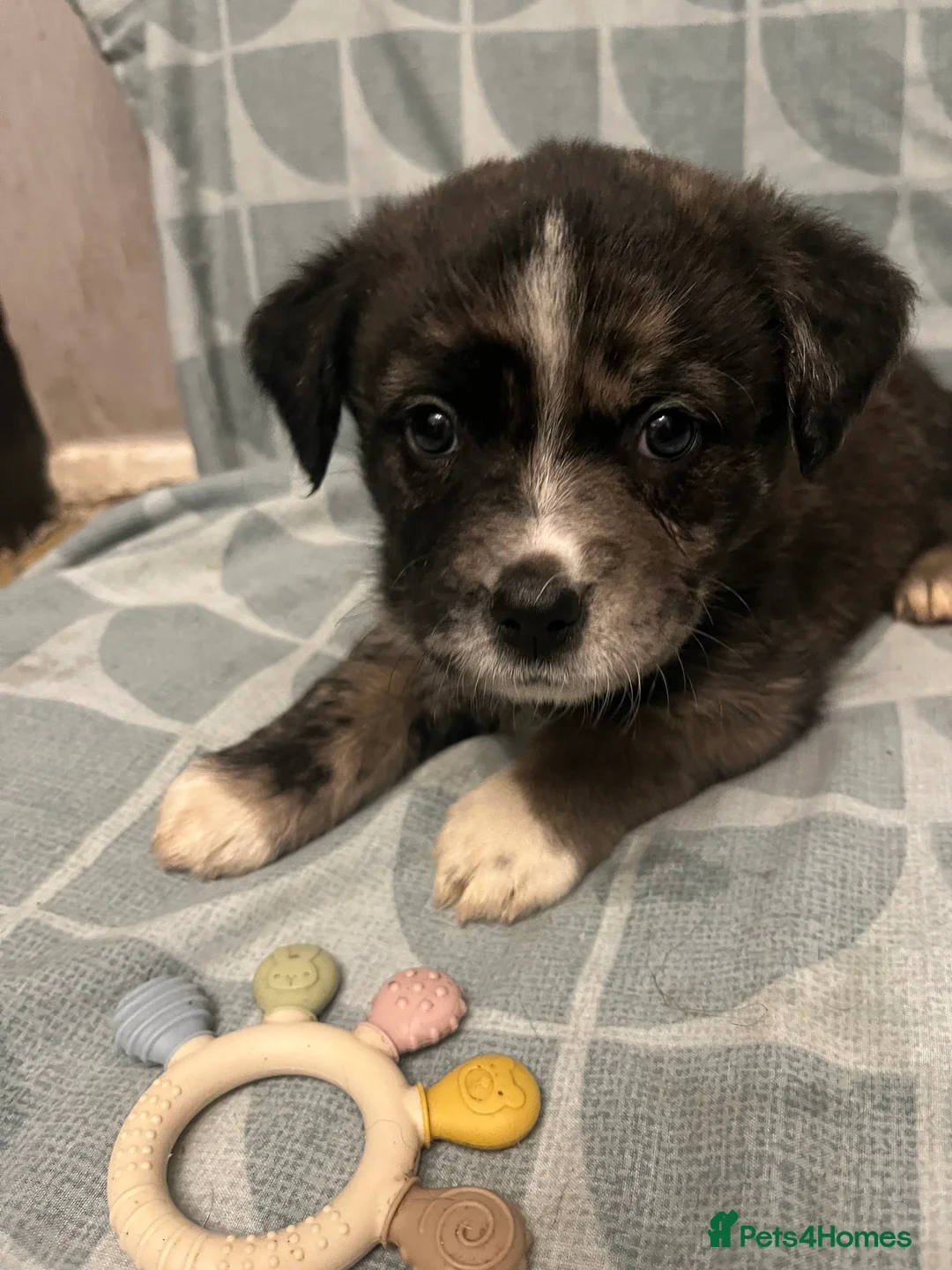 Mixed Breed dogs for sale: Beautiful Merle Caucasian corso - Advert 11