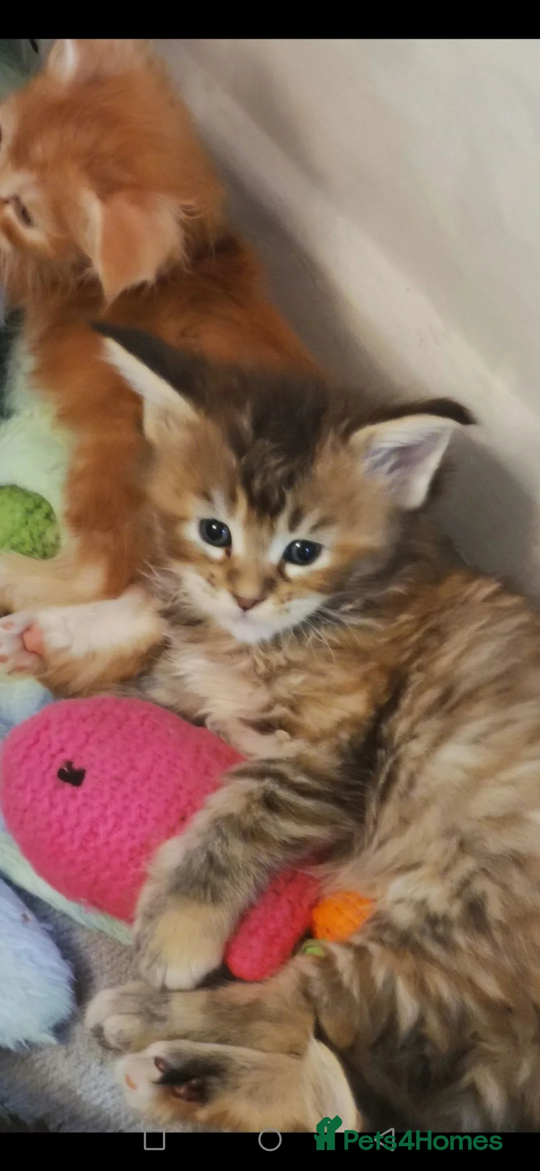 Maine Coon cats for sale: Full pedigree Maine coons available  - Advert 2