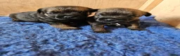 Border Terrier dogs for sale: Border terrier puppy's  in Leek - Advert 4