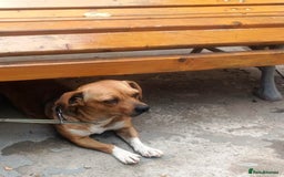 Mixed Breed dogs for adoption: LUCY, a Superb little Girl, for a Loving Home - Image 12