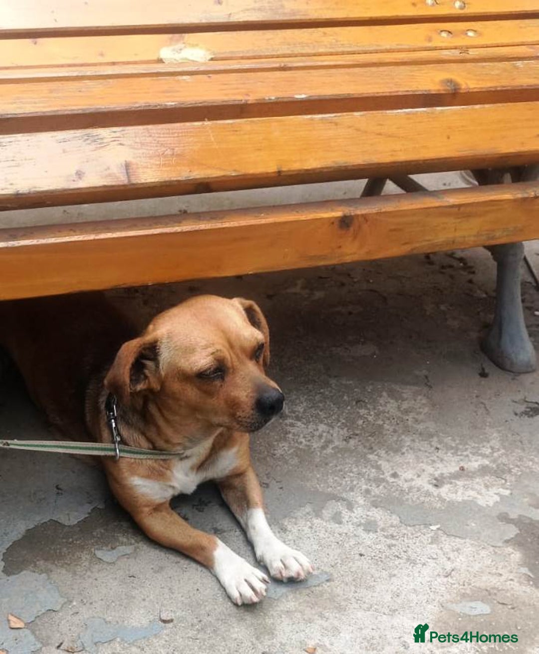 Mixed Breed dogs for adoption: LUCY, a Superb little Girl, for a Loving Home - Image 12