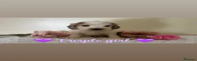 Purple Collar Girl