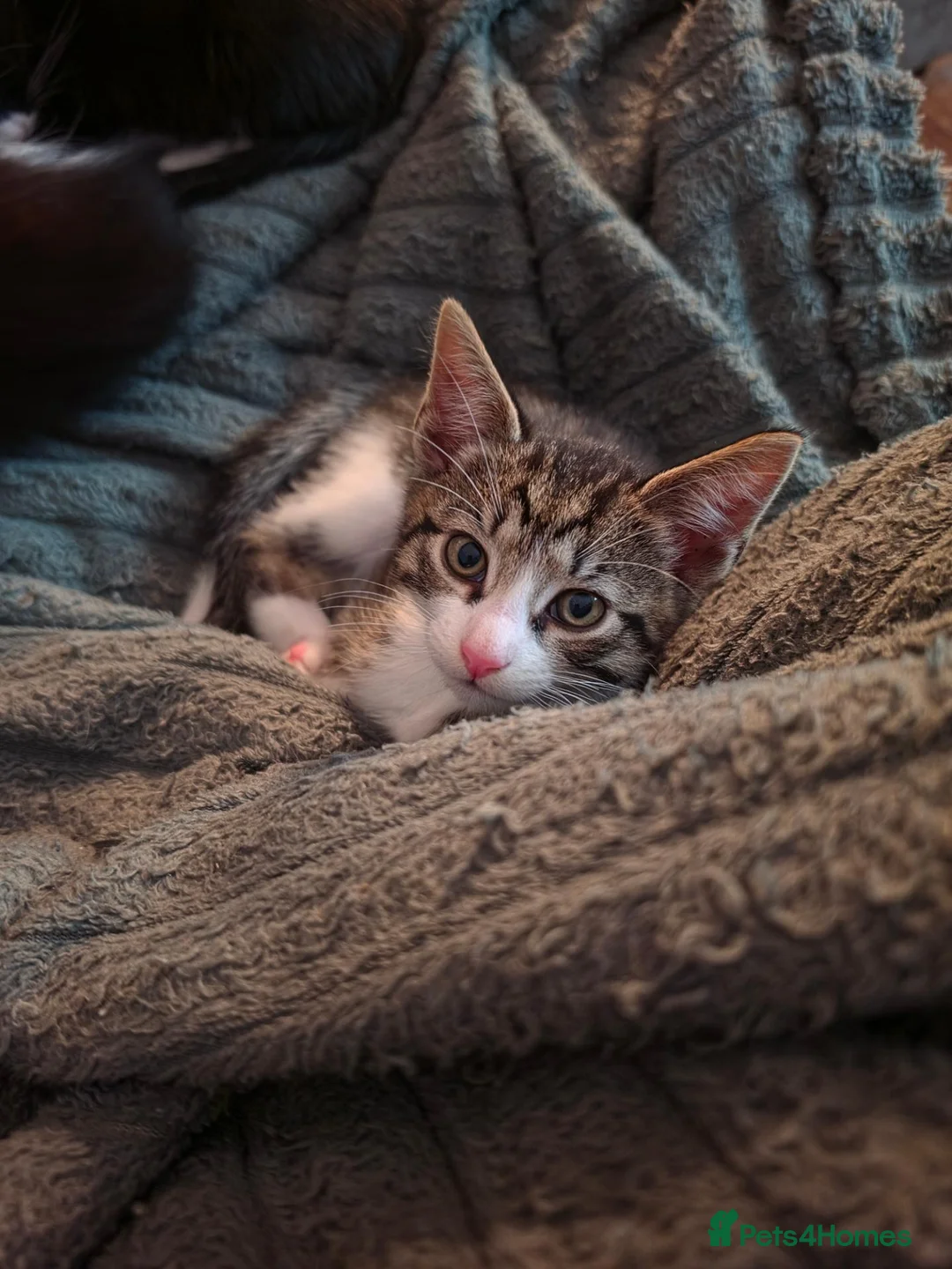 Mixed Breed cats for sale: One tabby boy left - Advert 7