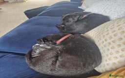 Mixed Breed dogs for sale: Patterdale X Border Terrier Male - Image 5