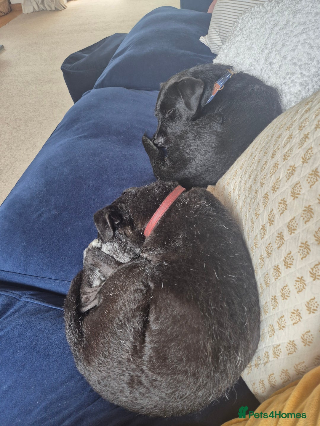 Mixed Breed dogs for sale: Patterdale X Border Terrier Male - Image 5