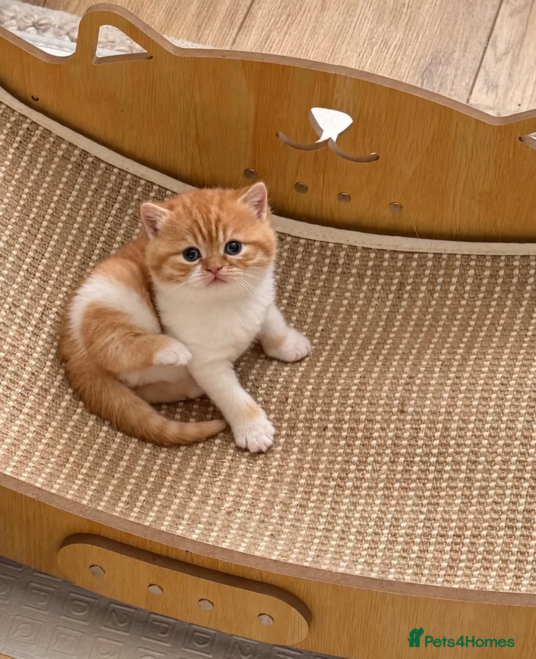 British Shorthair cats for sale: Last GCCF red & white British shorthair kitten - Advert 2
