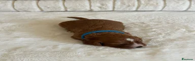Cavapoo 1