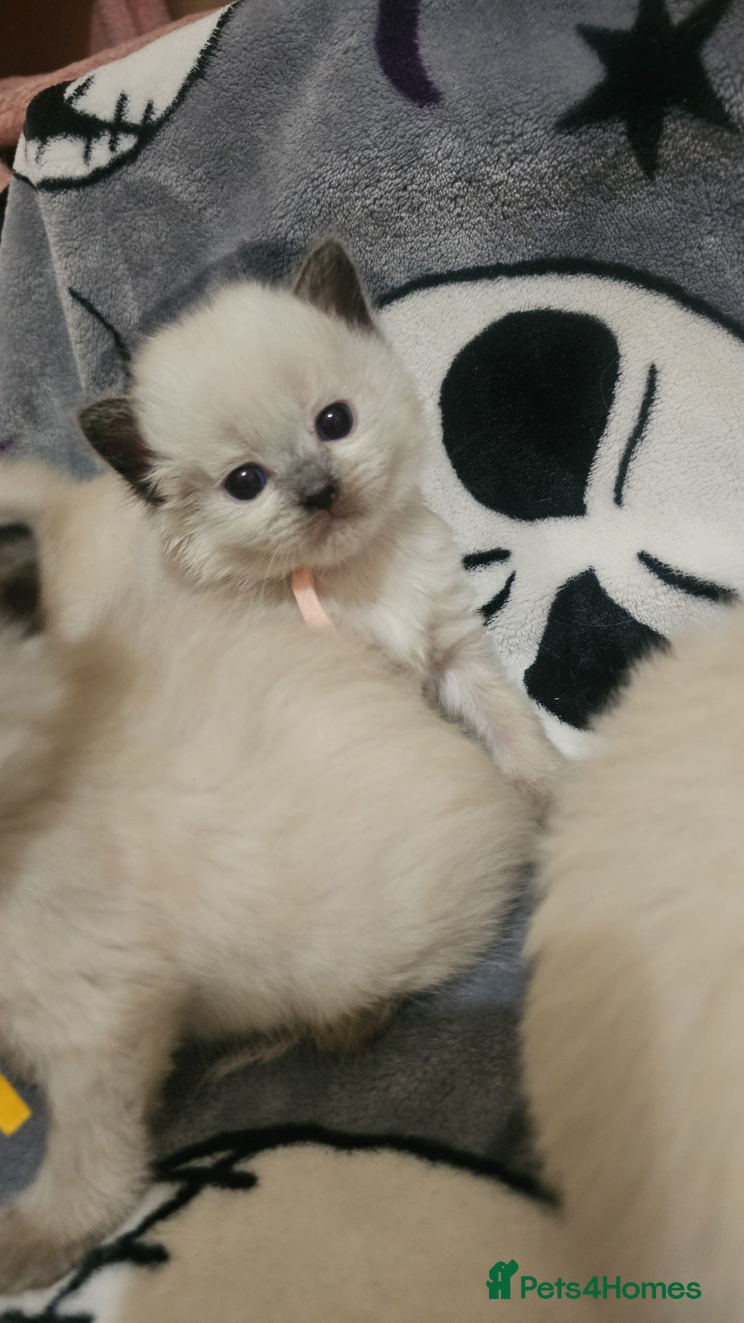 Ragdoll cats for sale: 5 Beautiful Ragdoll kittens for sale 💞 - Advert 7