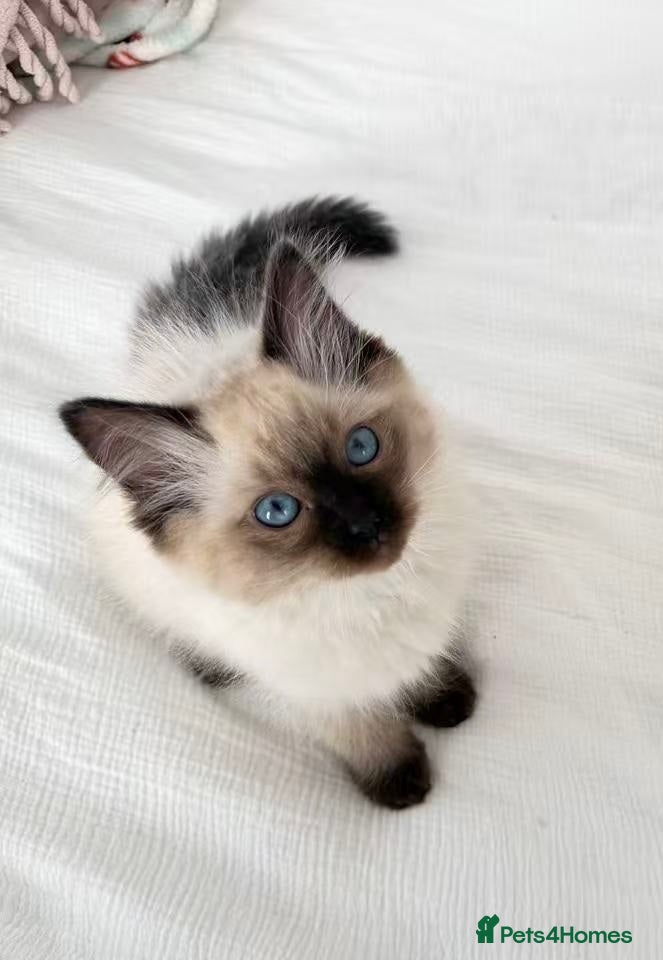 Ragdoll cats for sale: 🐾Stunning Ragdoll Kittens🧬DNA🏆ChampParents🐾 - Advert 20