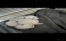 Ragdoll cats for sale: Absolutely Stunning litter of pure Ragdoll kittens - Image 7