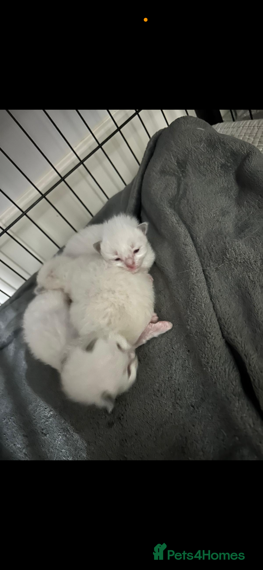 Ragdoll cats for sale: Absolutely Stunning litter of pure Ragdoll kittens - Image 7