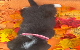 Welsh Corgi Pembroke dogs for sale: Champion Show quality stunning Corgi Puppies - Image 21