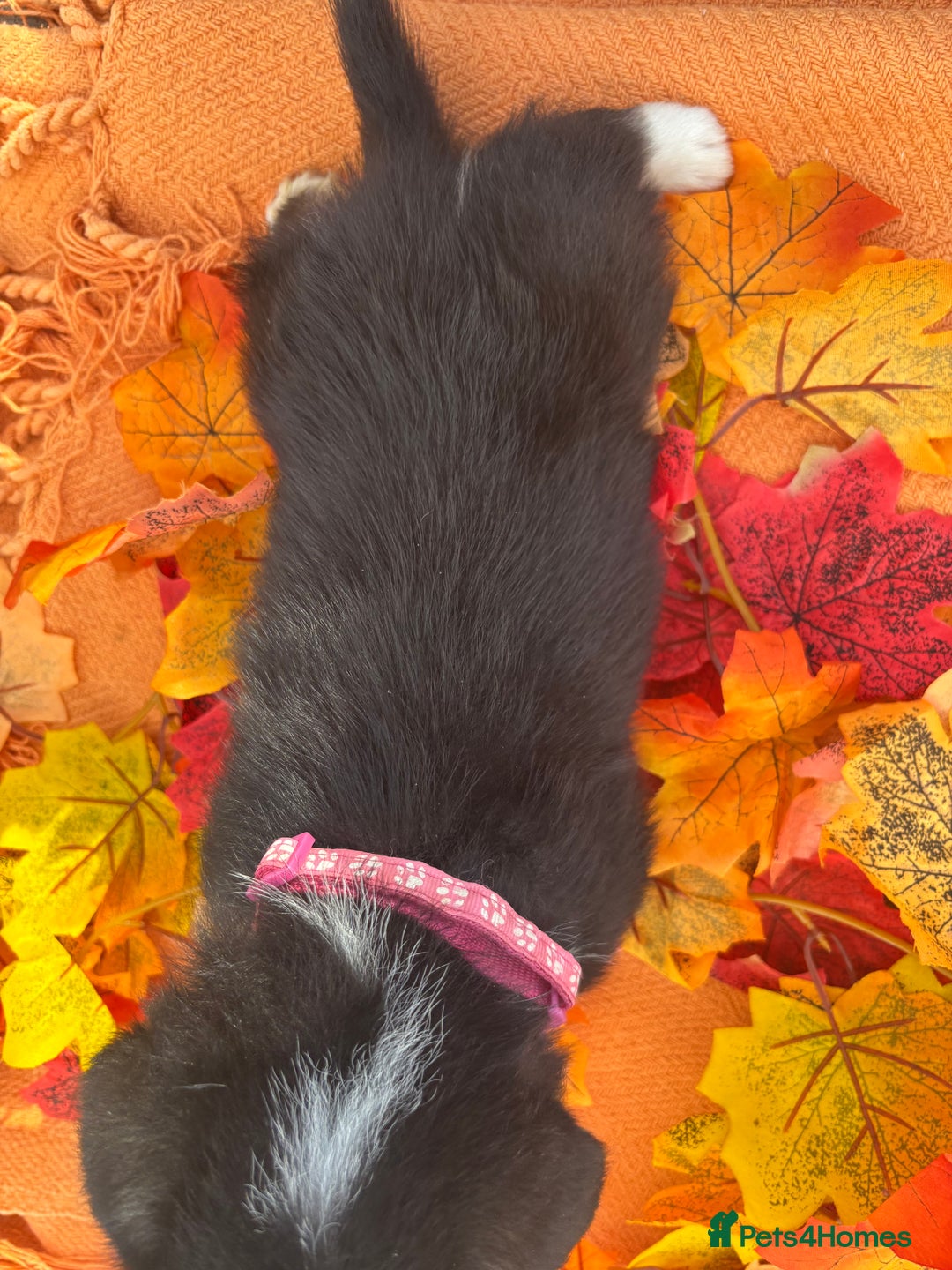 Welsh Corgi Pembroke dogs for sale: Champion Show quality stunning Corgi Puppies - Image 21