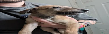 Greyhound Puppy 5