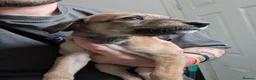 Greyhound dogs for sale: Greyhound puppies 2 male 1 female left - Advert 6