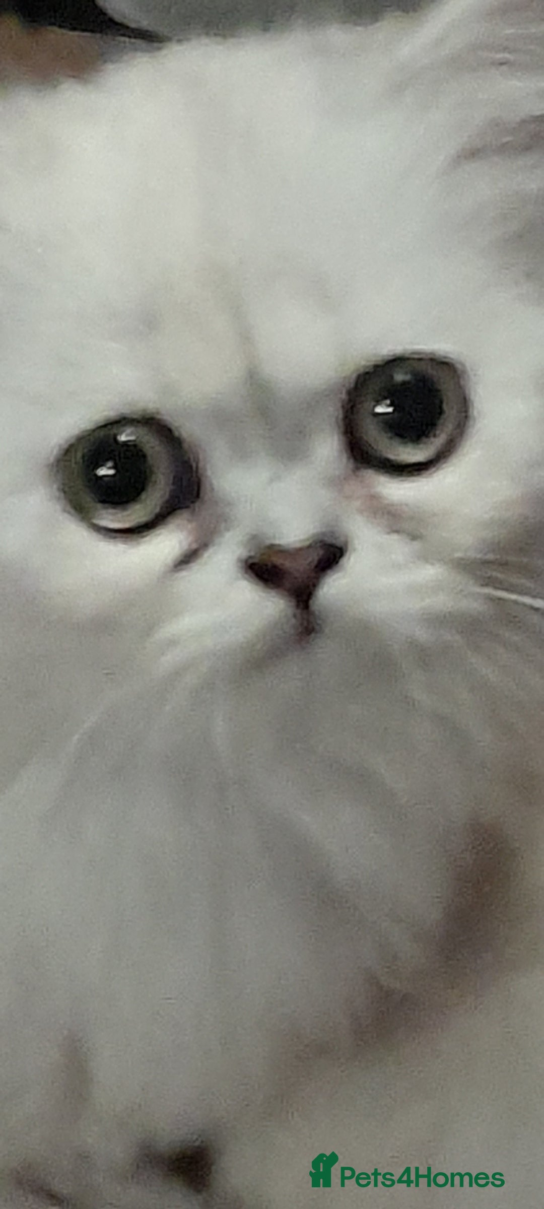 Persian cats for sale: Exceptional quality chinchilla persian kittens  - Advert 3