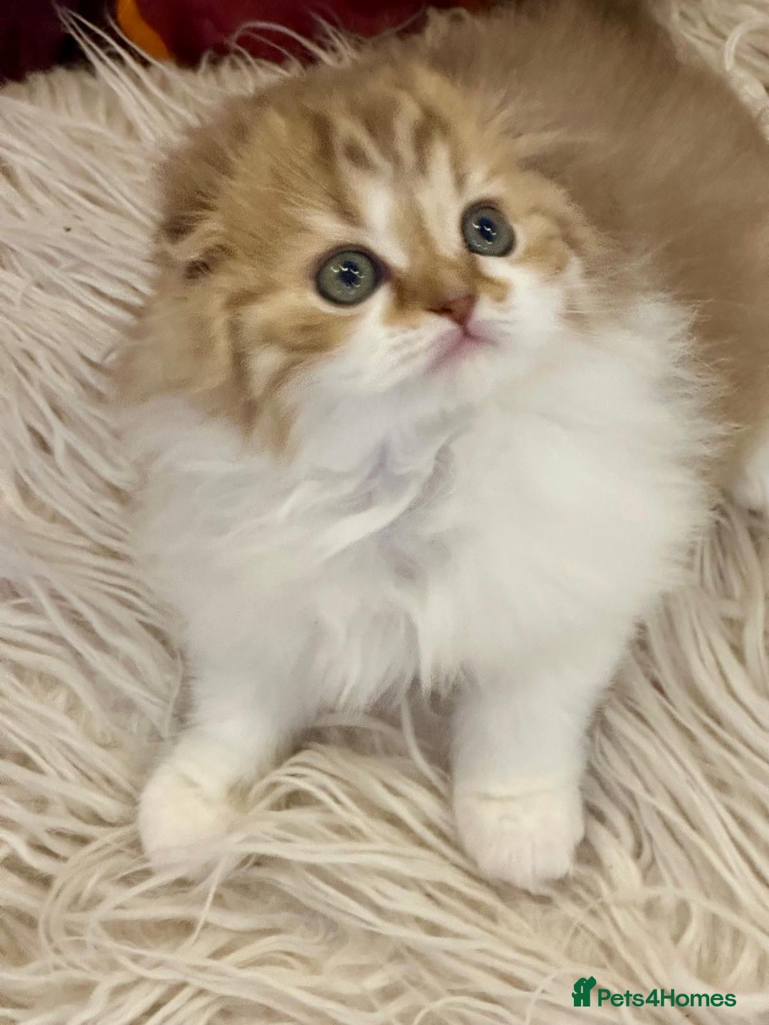 British Longhair cats for sale: 5 gorgeous baby mixed breed kittens  - Advert 6