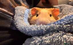 Guinea Pig rodents for sale: A Loving Home Needed for Our Guinea Pig - Image 3