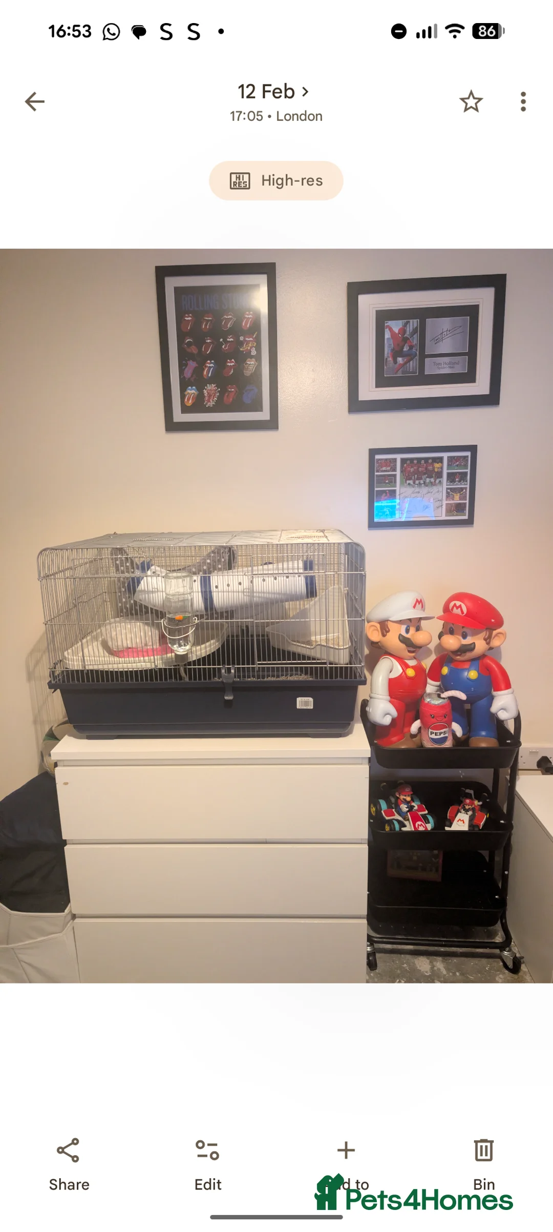 Rat rodents for sale: 2x all black and black and white male Rats in London - Advert 9