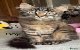 British Longhair cats for sale: Kittens for sale  - Image 7