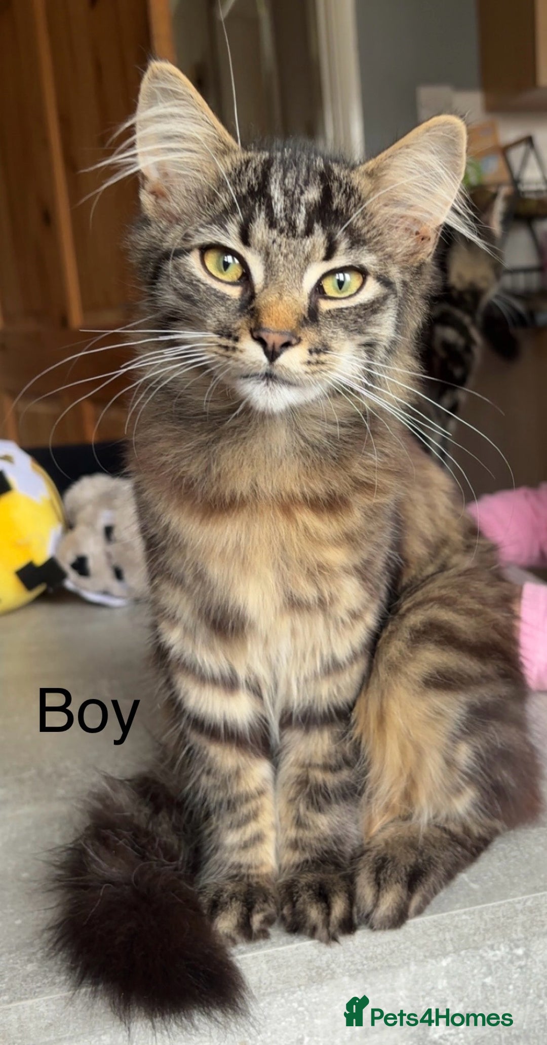 British Longhair cats for sale: Kittens for sale  - Image 7