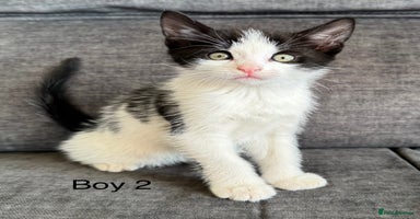 Domestic Shorthair cats - Advert 2