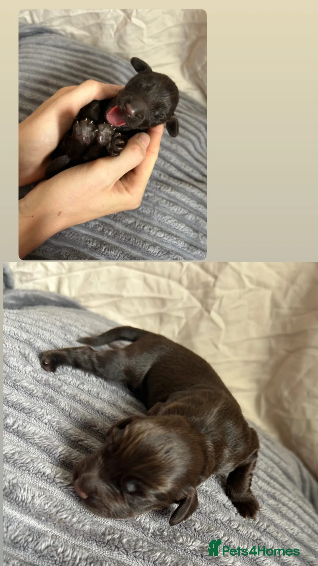 Cockapoo dogs for sale: Cockapoo  in Tidworth - Advert 12