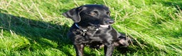 Labrador Retriever dogs for sale: Beautiful 7 year old female Labrador retriever  - Advert 2