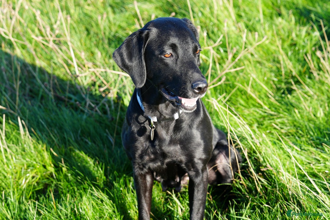 Labrador Retriever dogs for sale: Beautiful 7 year old female Labrador retriever  - Advert 2