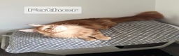 Maine Coon cats for sale: Maine Coon Kittens  - Advert 18