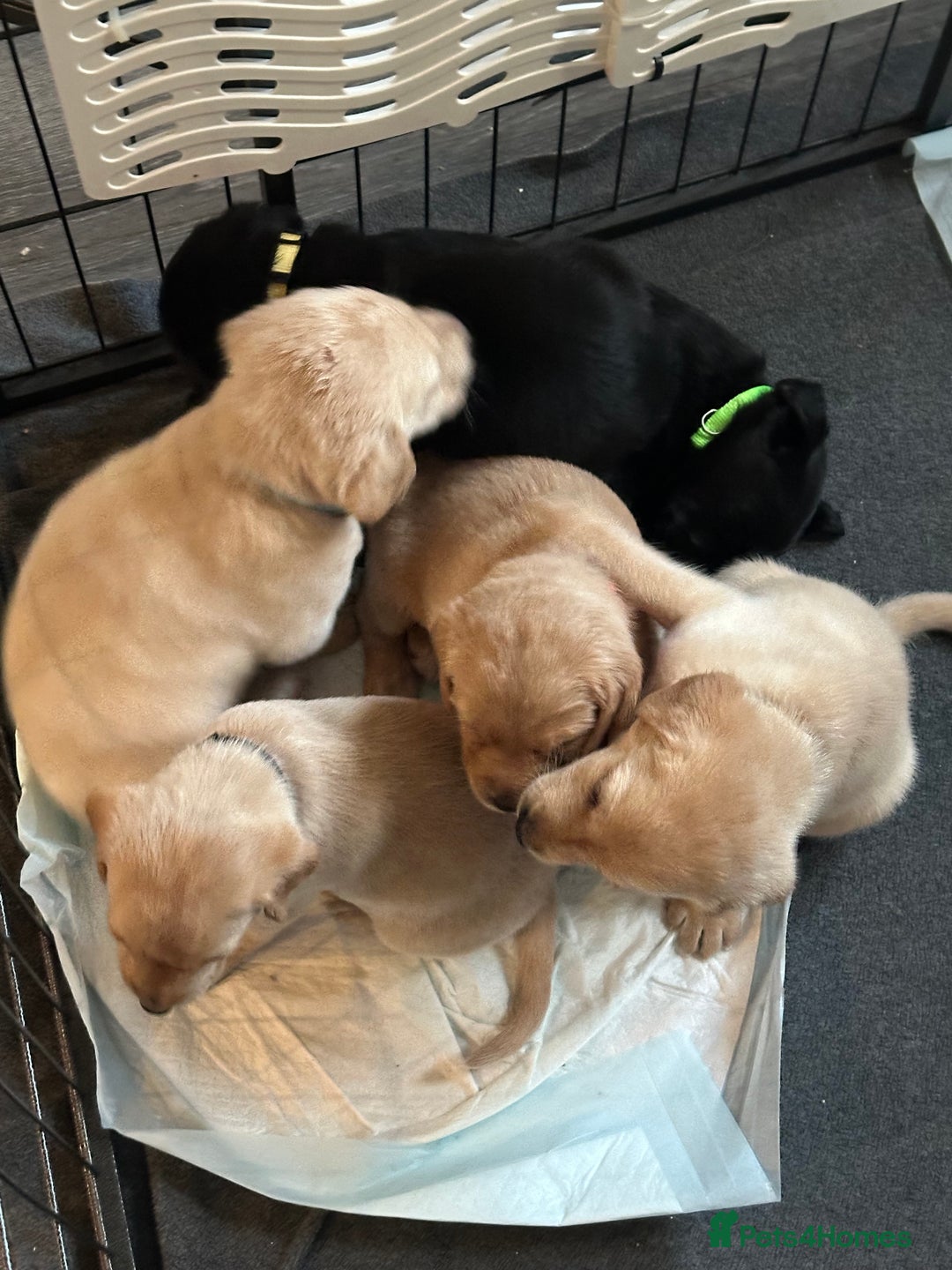 Springador dogs for sale: 4 Male Labrador available - Advert 15