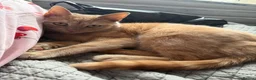 Mixed Breed cats for sale: Ginger cat for sale - Advert 2