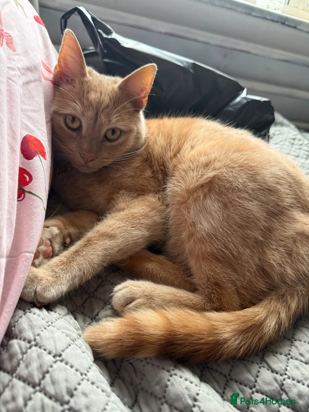 Mixed Breed cats for sale: Ginger cat for sale - Advert 2