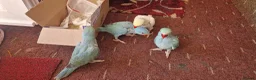 Parrots birds for sale: Indian ringnecks for sale  - Advert 13