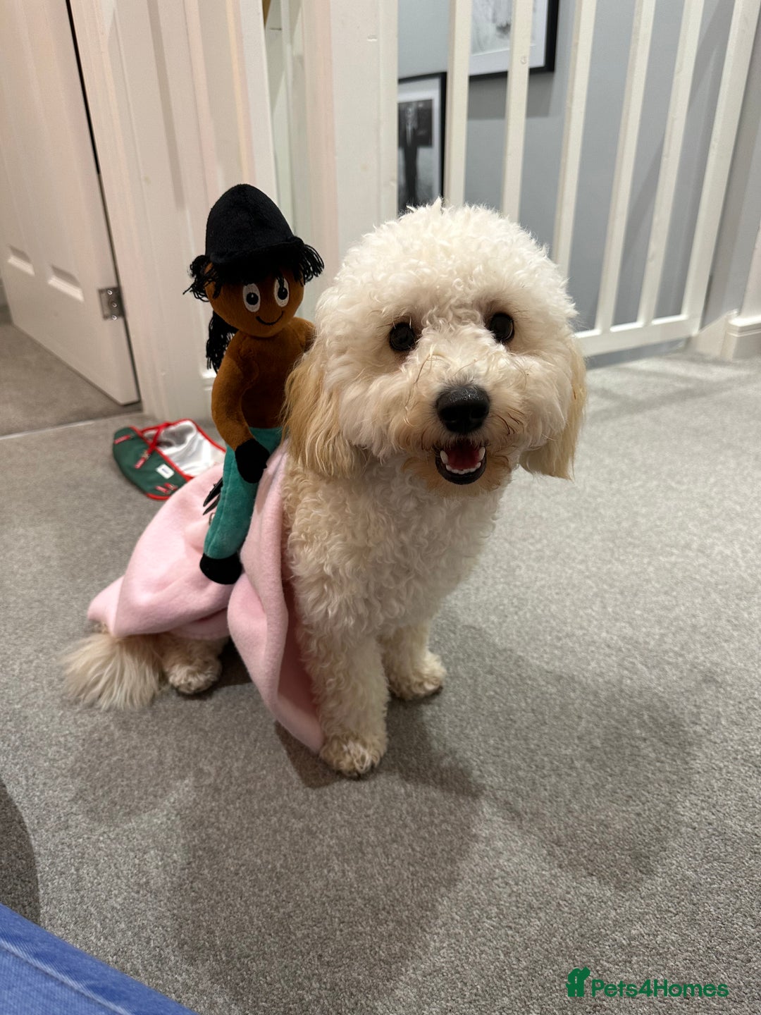 Poochon dogs for sale: Mother and son - Image 5