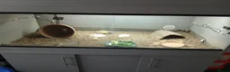 Tortoise reptiles for sale: Horsefield tortoise and set up  - Advert 2