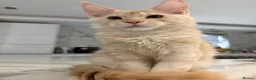 Maine Coon cats for sale: ❤️❤️LAST BOY LEFT❤️❤️ MAINE COON KITTEN - Advert 2