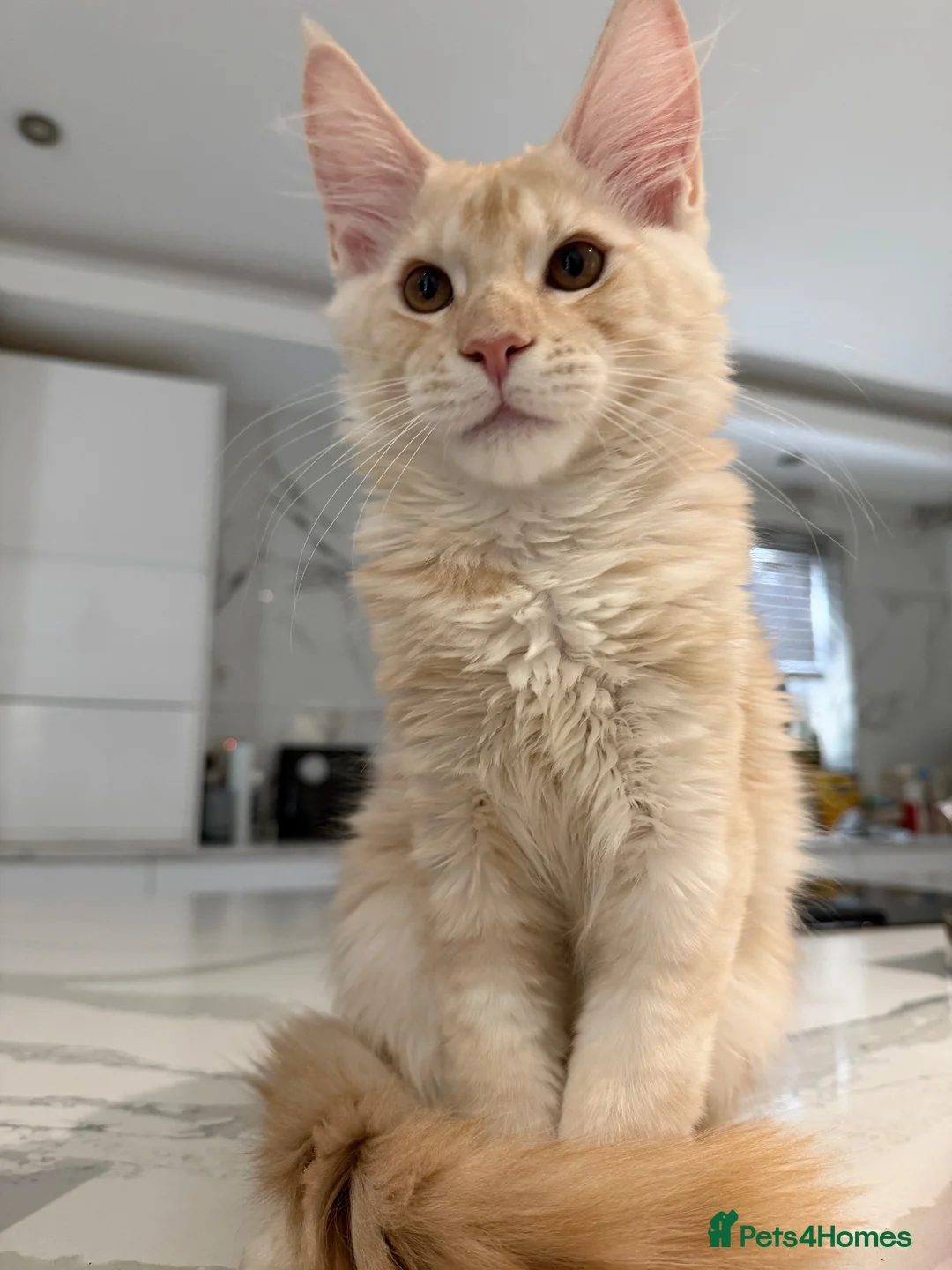 Maine Coon cats for sale: ❤️❤️LAST BOY LEFT❤️❤️ MAINE COON KITTEN - Advert 2
