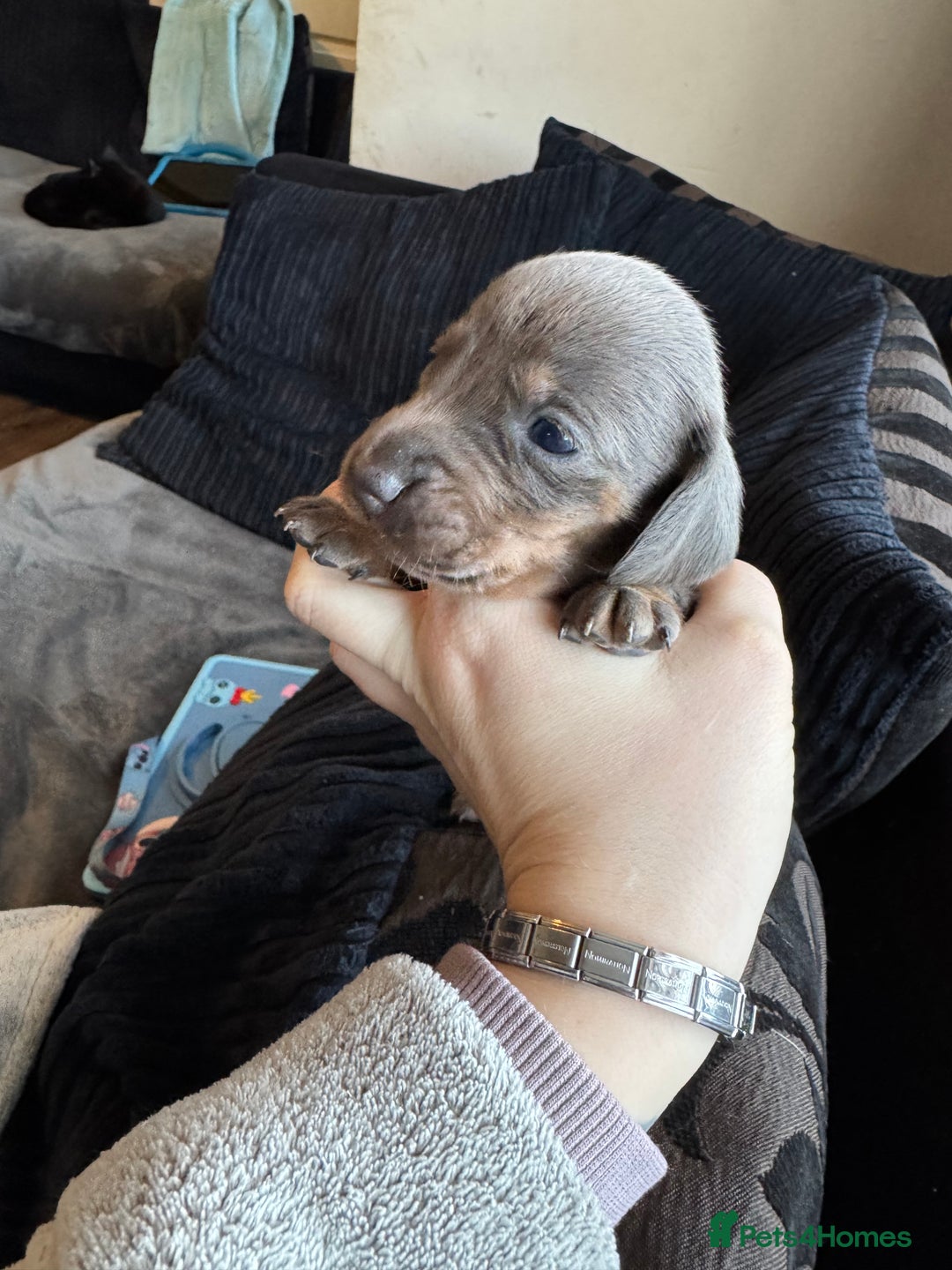 Dachshund dogs for sale: STUNNING dashaunds!!  - Advert 9
